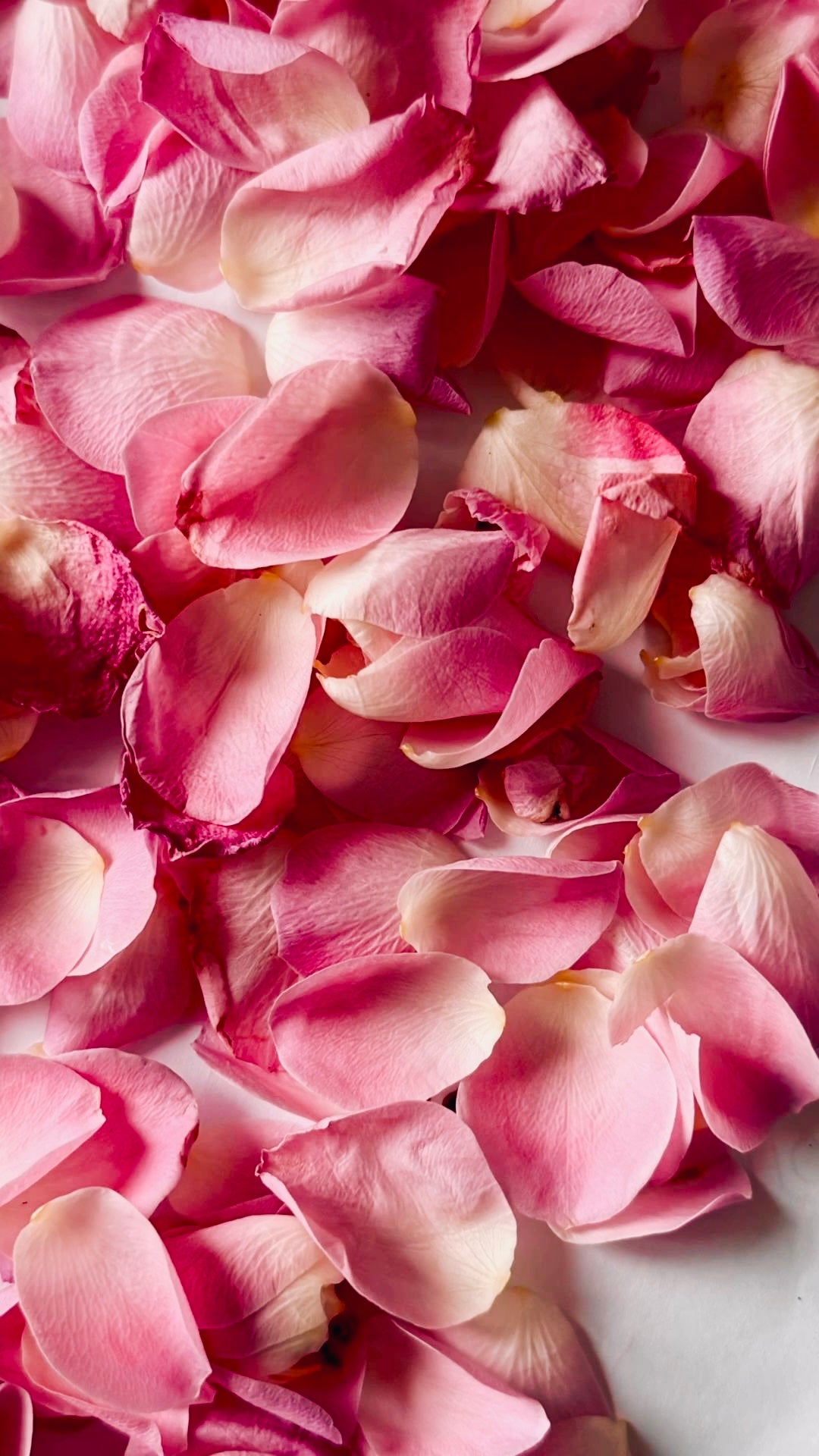 "Stop it! ...Your Making Me Blush!" Lady La Belle Blush Singles