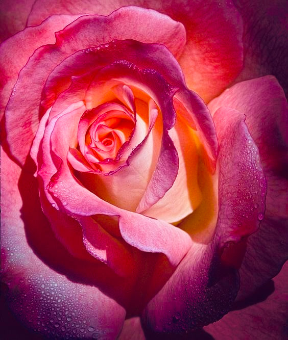 "Stop it! ...Your Making Me Blush!" Lady La Belle Blush Singles
