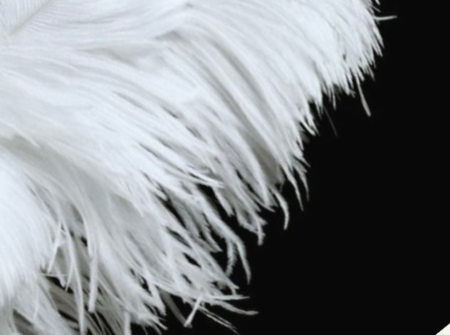 Long & Lush Luxury Lashes - Long Live Luxury Lashes!