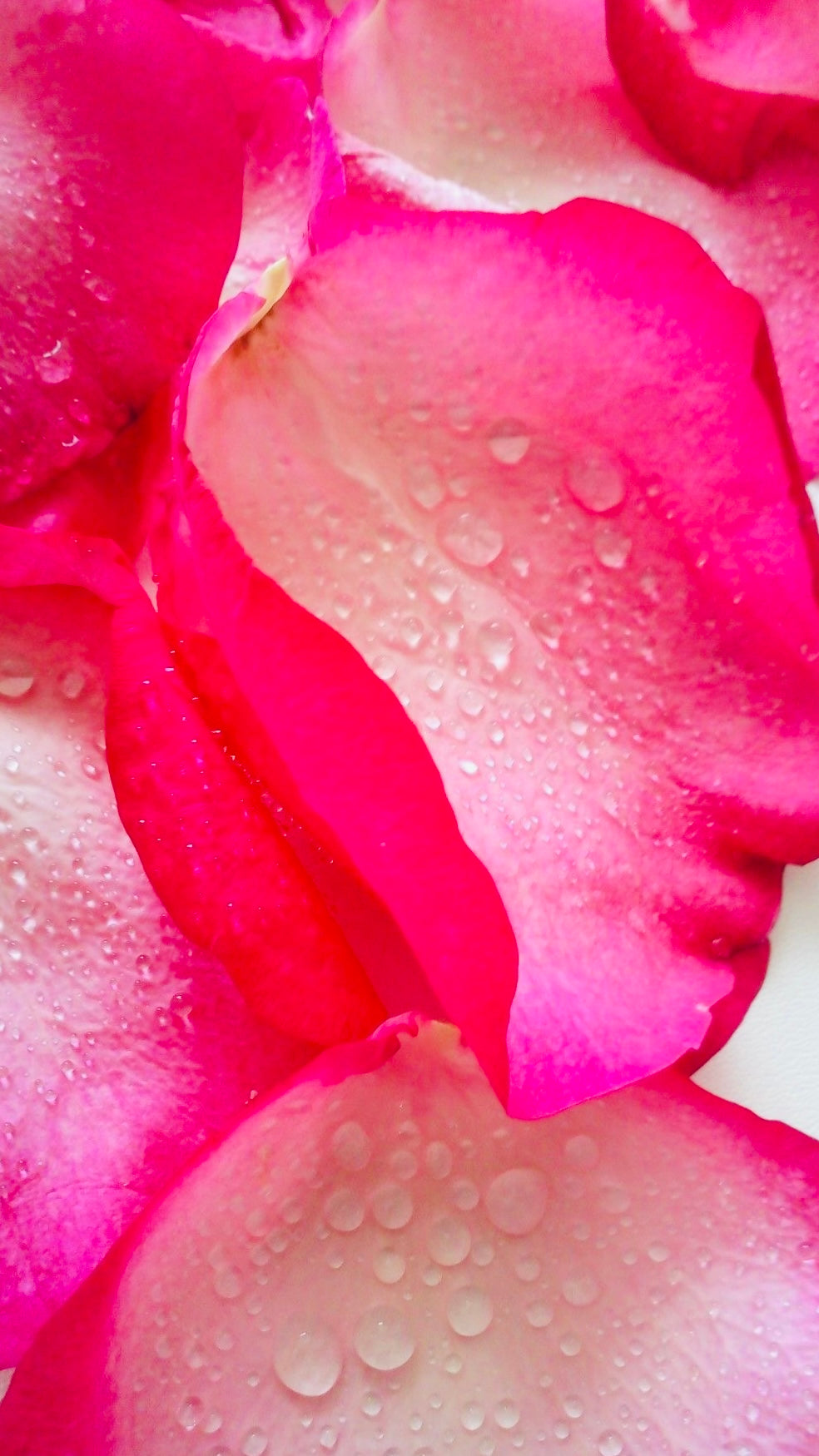 "Stop it! ...Your Making Me Blush!" Lady La Belle Blush Singles