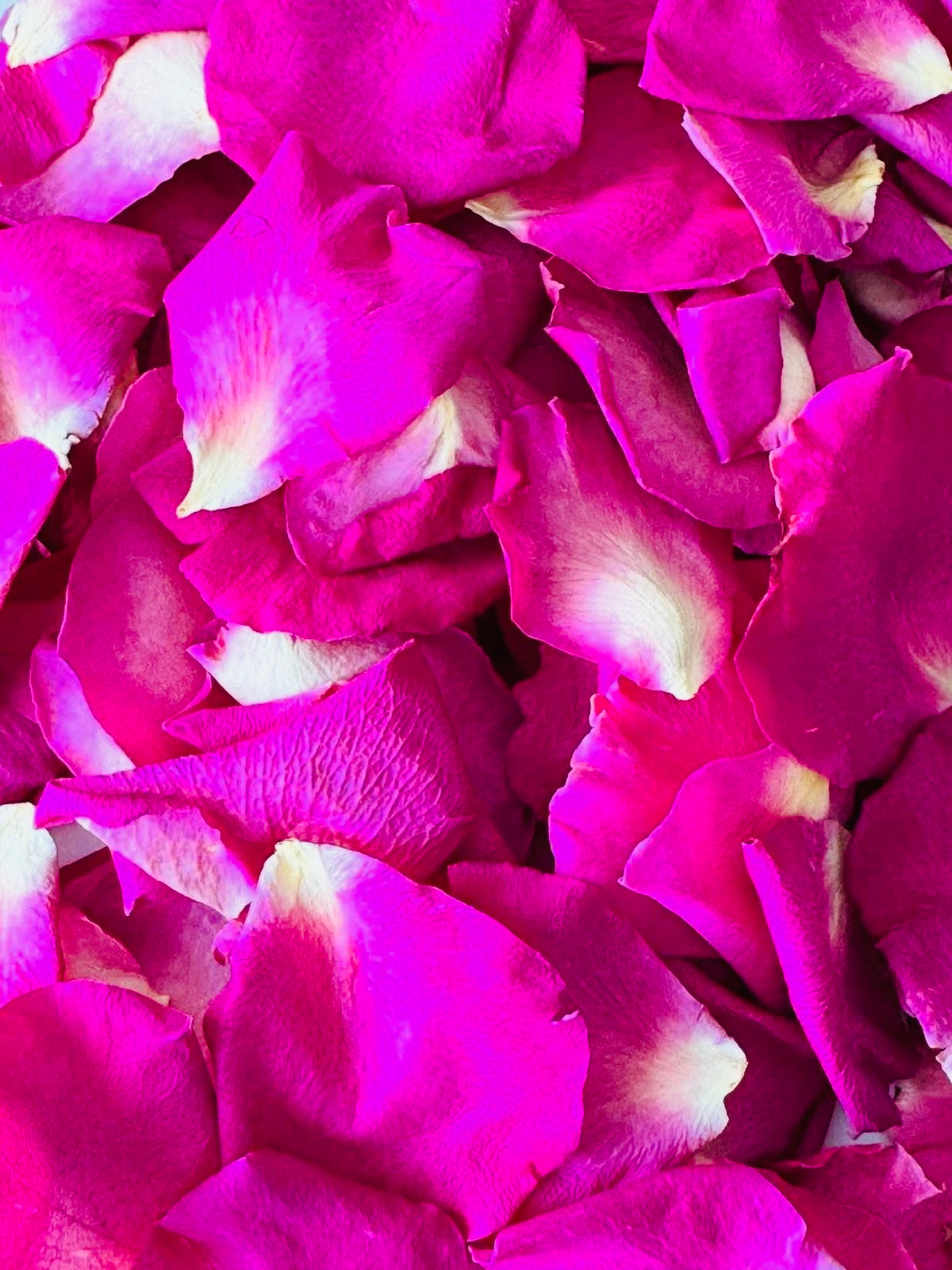 "Stop it! ...Your Making Me Blush!" Lady La Belle Blush Singles